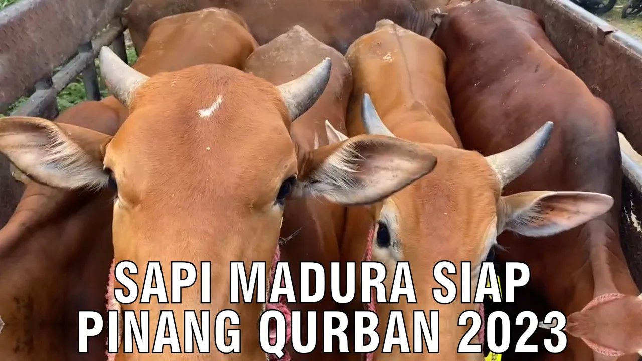 
                                 Sapi-Madura-Qurban-2023